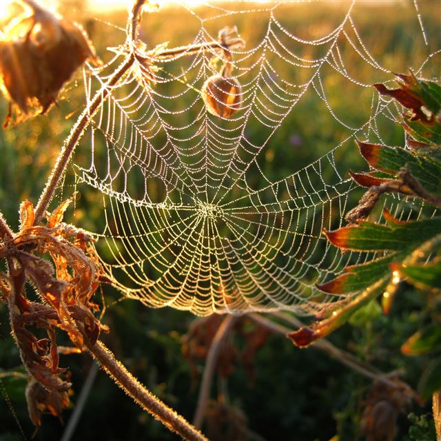 2048x2048 Dew on spider web - dew iPad Air Wallpaper