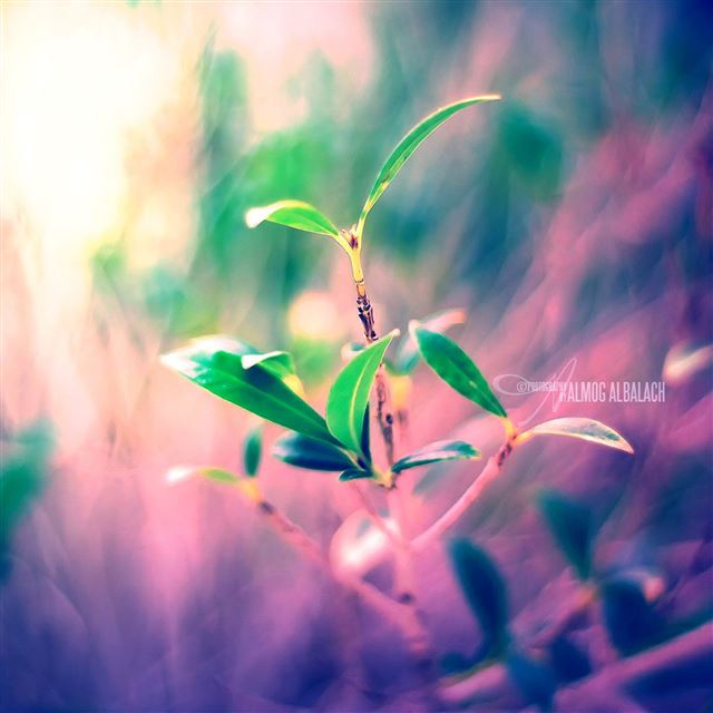 2048x2048 Plant - purple iPad Air Wallpaper