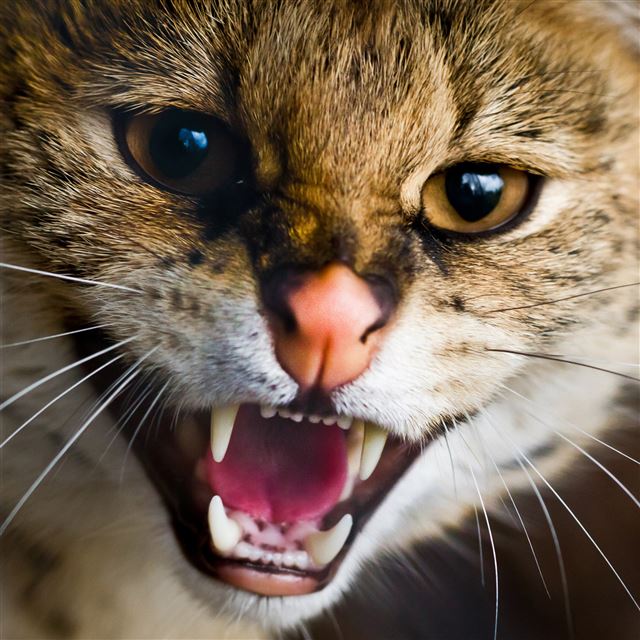 2048x2048 What are you looking at - cat iPad Air Wallpaper