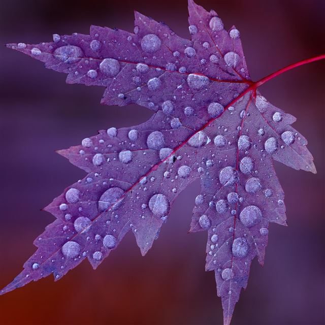 2048x2048 Leaf - water iPad Air Wallpaper