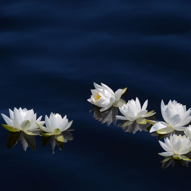 2048x2048 Silent drifters Lotus - silent iPad Air Wallpaper