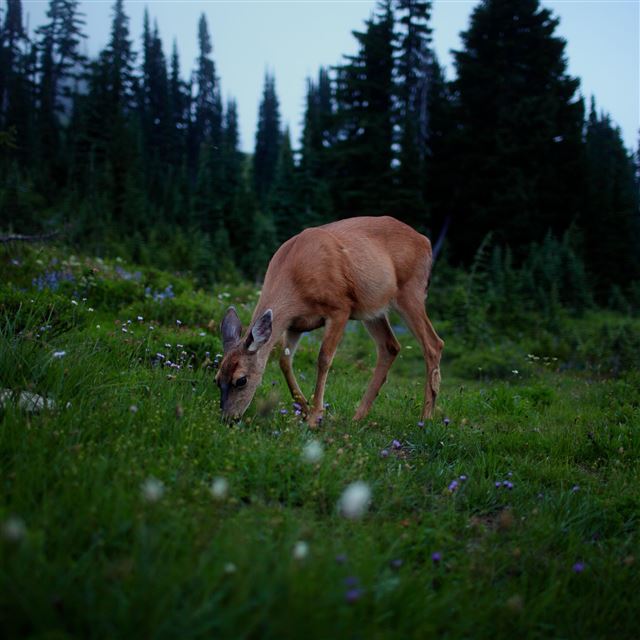 2048x2048 Dear deer - quiet iPad Air Wallpaper