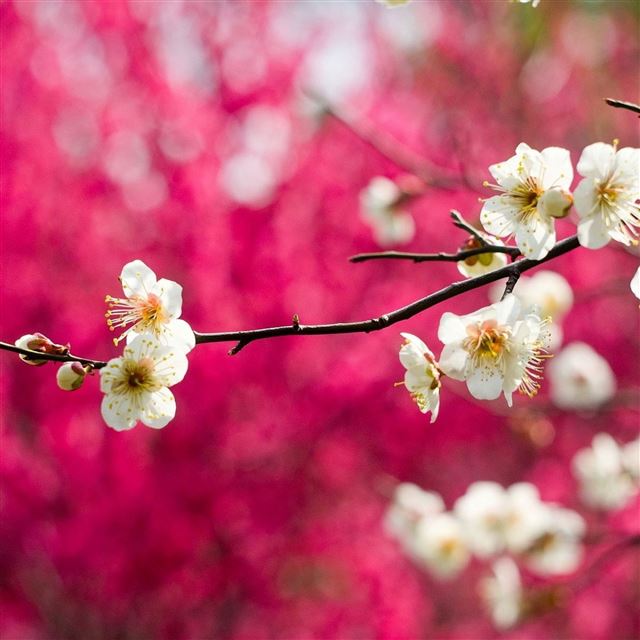 2048x2048 Spring White Blooms - bokeh iPad Air Wallpaper