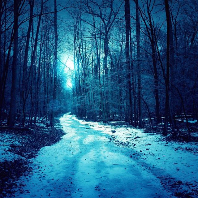 2048x2048 Winter Trees Roads - trees iPad Air Wallpaper