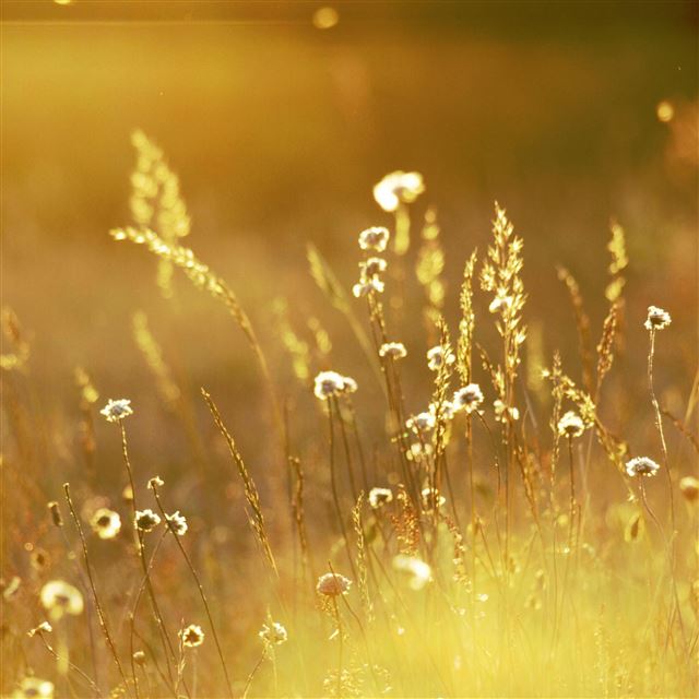 2048x2048 Summer sunlight over field - sunlight iPad Air Wallpaper