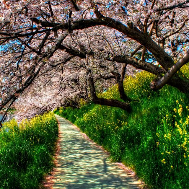 2048x2048 Cherry blossom tunnel - road iPad Air Wallpaper