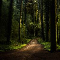 Forest Road wallpaper
