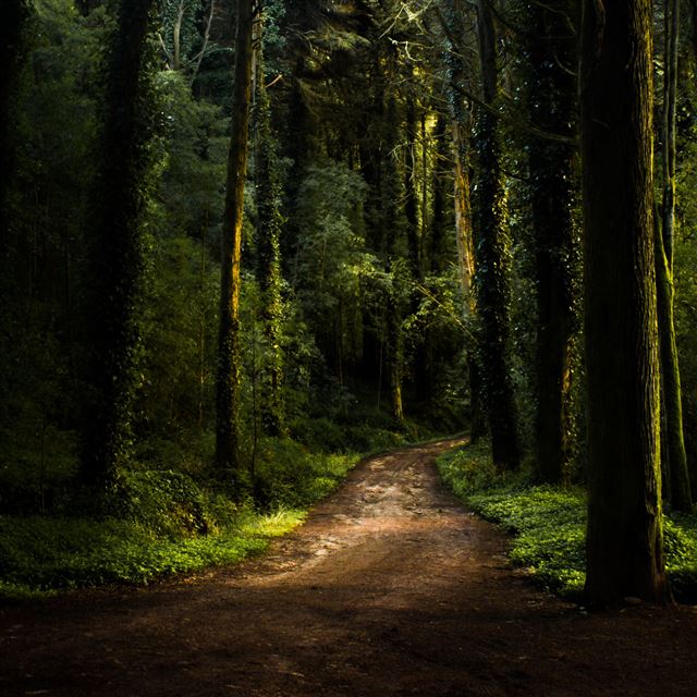 2048x2048 Forest Road - road iPad Air Wallpaper
