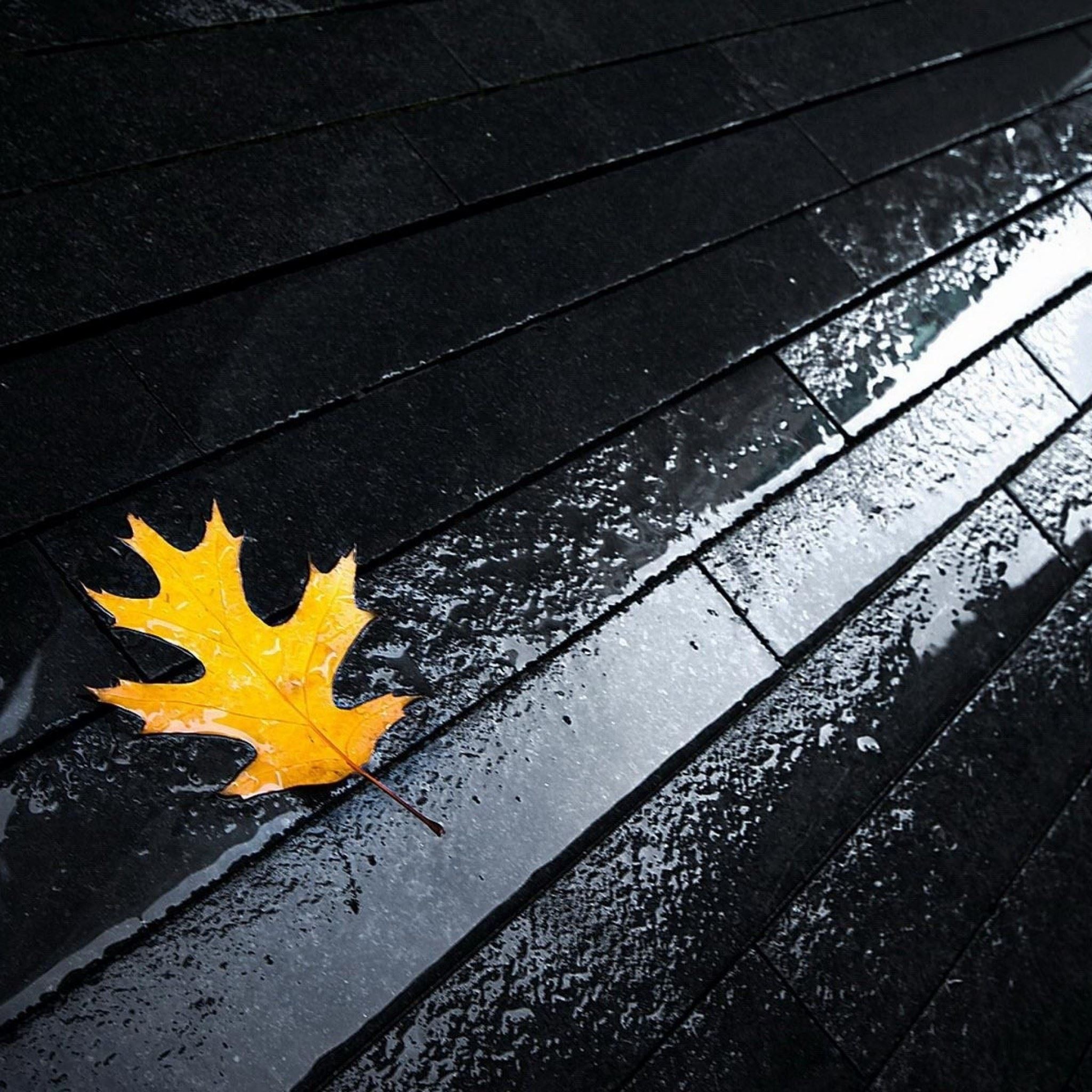 Street Rain Autumn Yellow Leaf iPad Air wallpaper 