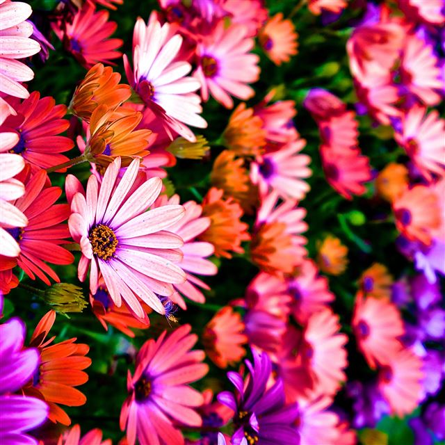 2048x2048 Vibrance - colorful iPad Air Wallpaper