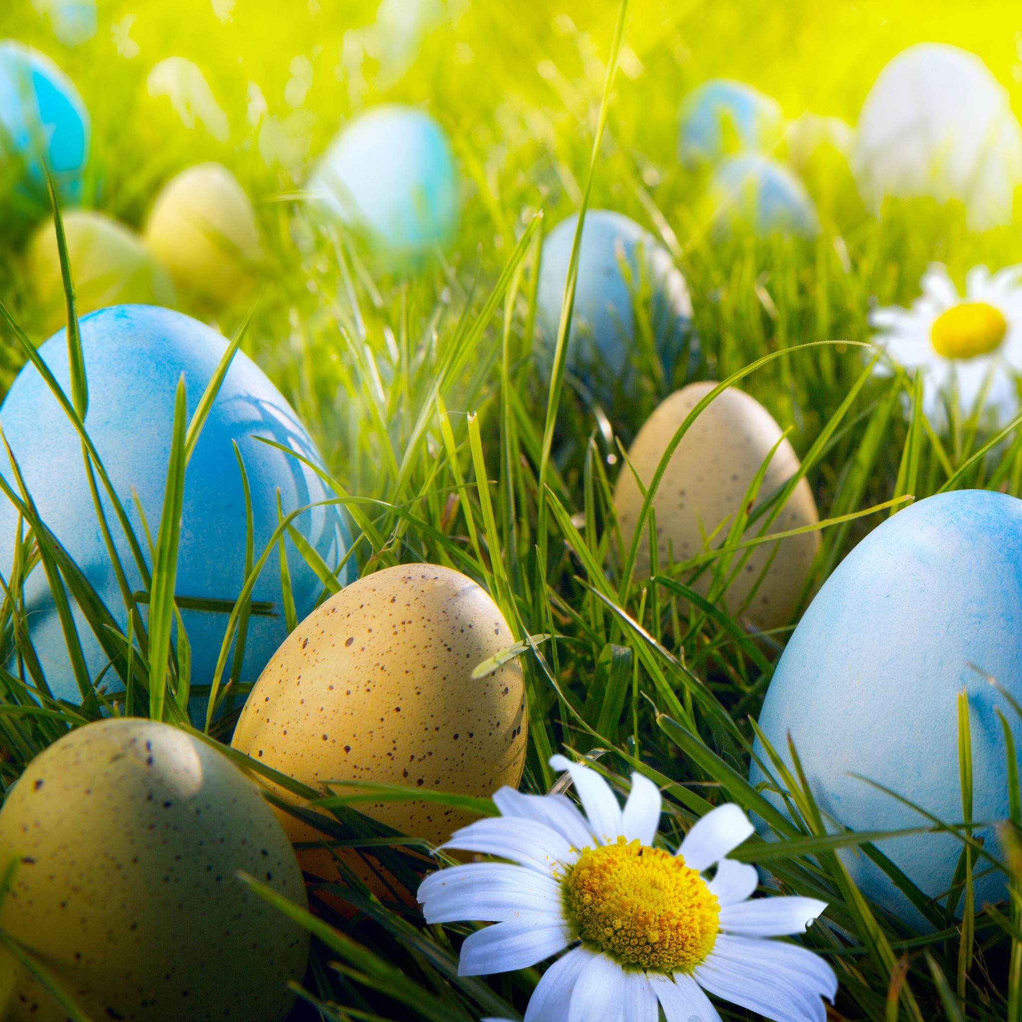 Easter Egg Hunt iPad Air Wallpapers Free Download