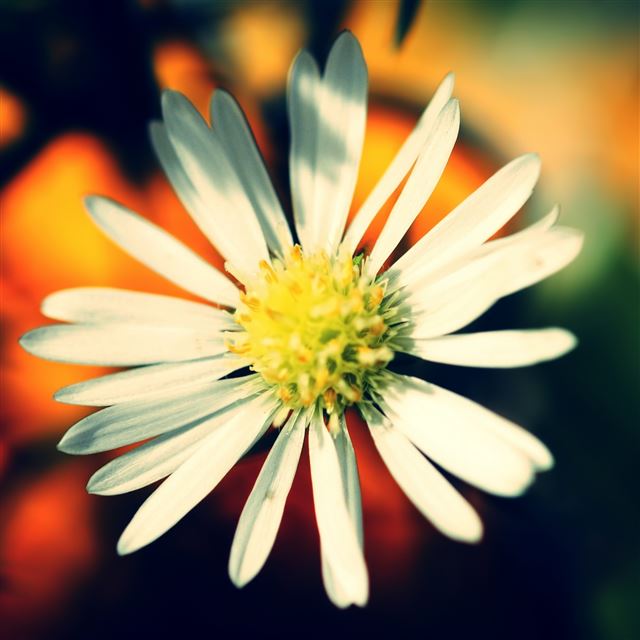 2048x2048 White Daisy Petals - sunshine iPad Air Wallpaper