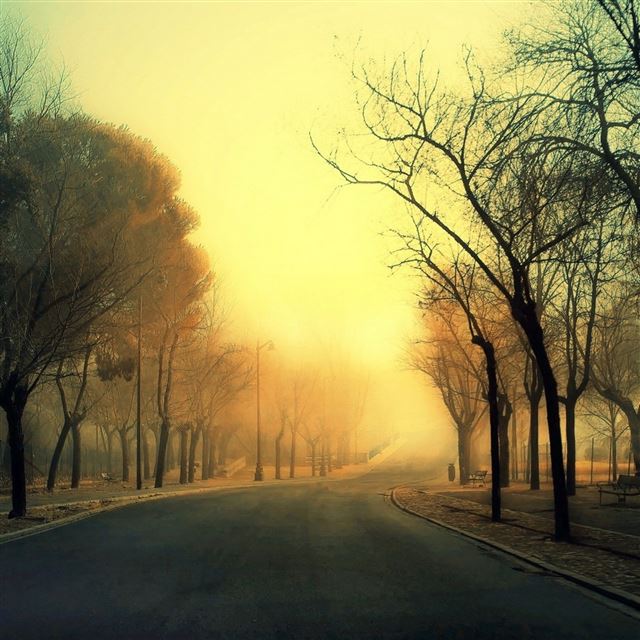 2048x2048 Trees Roads - trees iPad Air Wallpaper