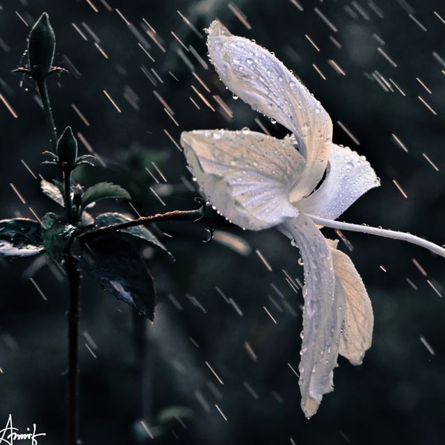 2048x2048 The Flower Of The Rain - flower iPad Air Wallpaper