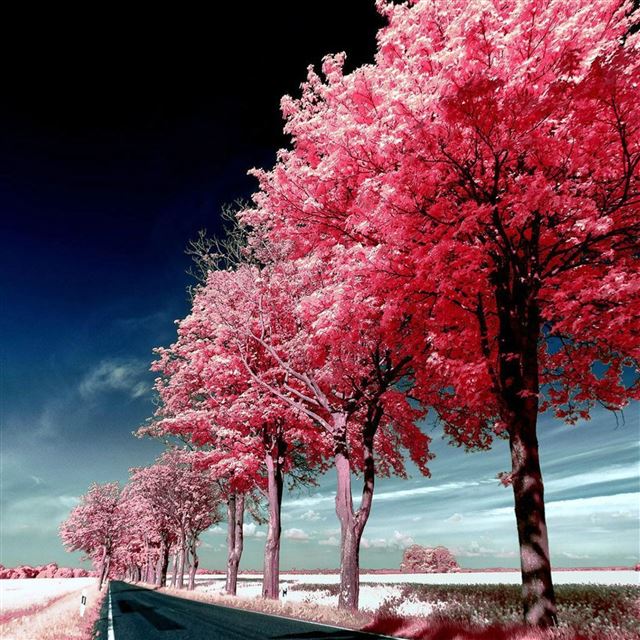 2048x2048 Roadside Pink Trees - road iPad Air Wallpaper