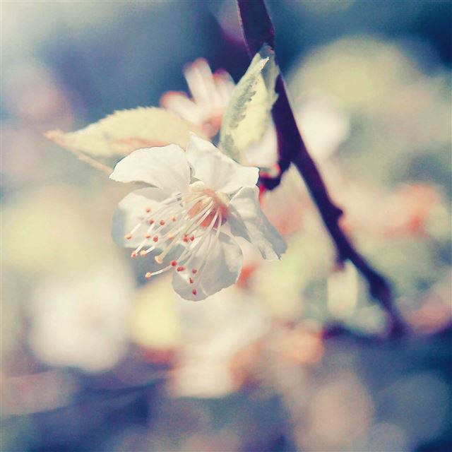 2048x2048 Pear Blossom - sunshine iPad Air Wallpaper