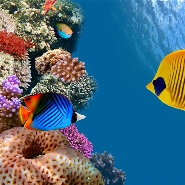 2048x2048 Desktop Aquarium - purple iPad Air Wallpaper