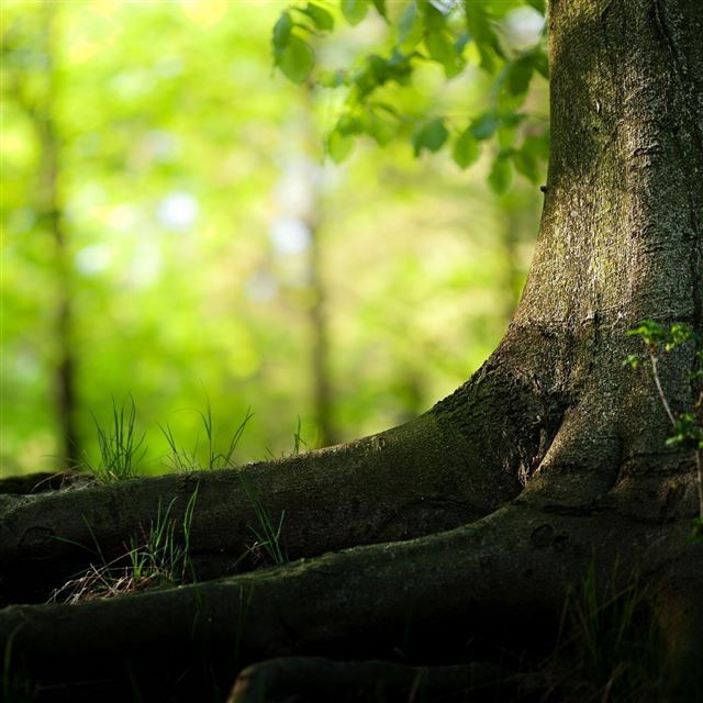 2048x2048 Summer Tree Trunk - bokeh iPad Air Wallpaper