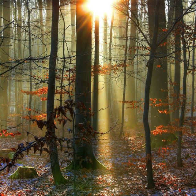 2048x2048 Sunlit Snowy Forest - leafs iPad Air Wallpaper