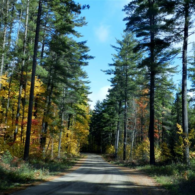 2048x2048 Autumn Back Road - road iPad Air Wallpaper