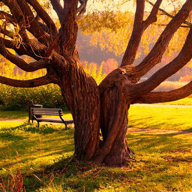 2048x2048 Autumn Bench Along Wonder Tree - tree iPad Air Wallpaper