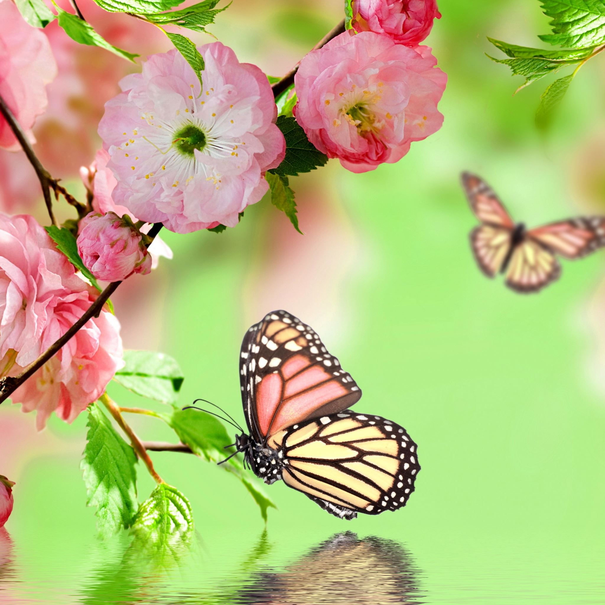 Springtime Joy iPad Air wallpaper 
