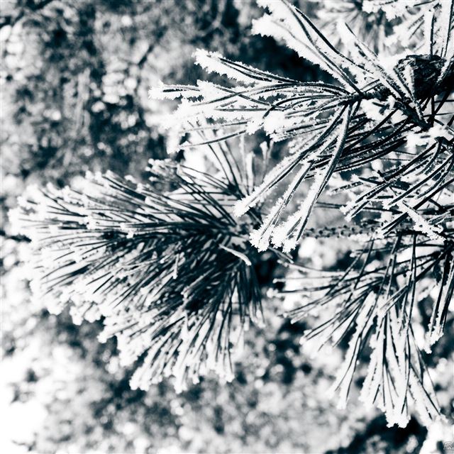 2048x2048 Christmas Snow Tree CLoseup -  iPad Wallpaper