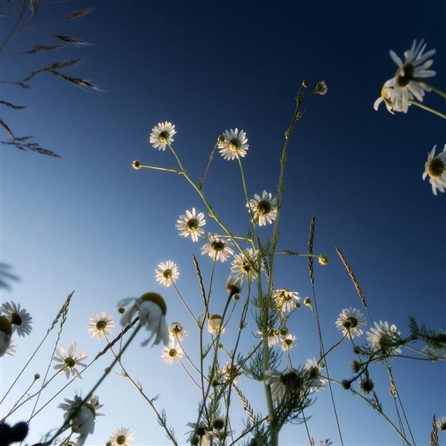 2048x2048 Daisies Sky Blue - flower iPad Air Wallpaper