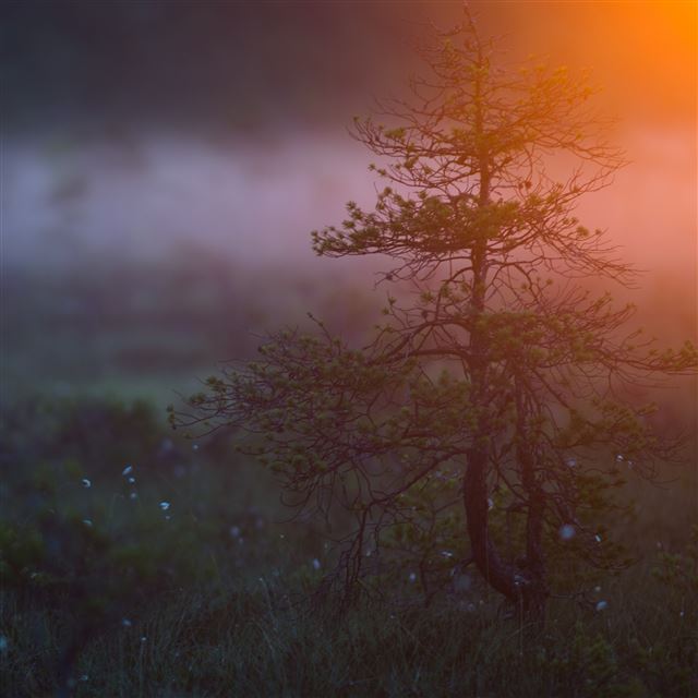 2048x2048 Morning Light - sunshine iPad Air Wallpaper