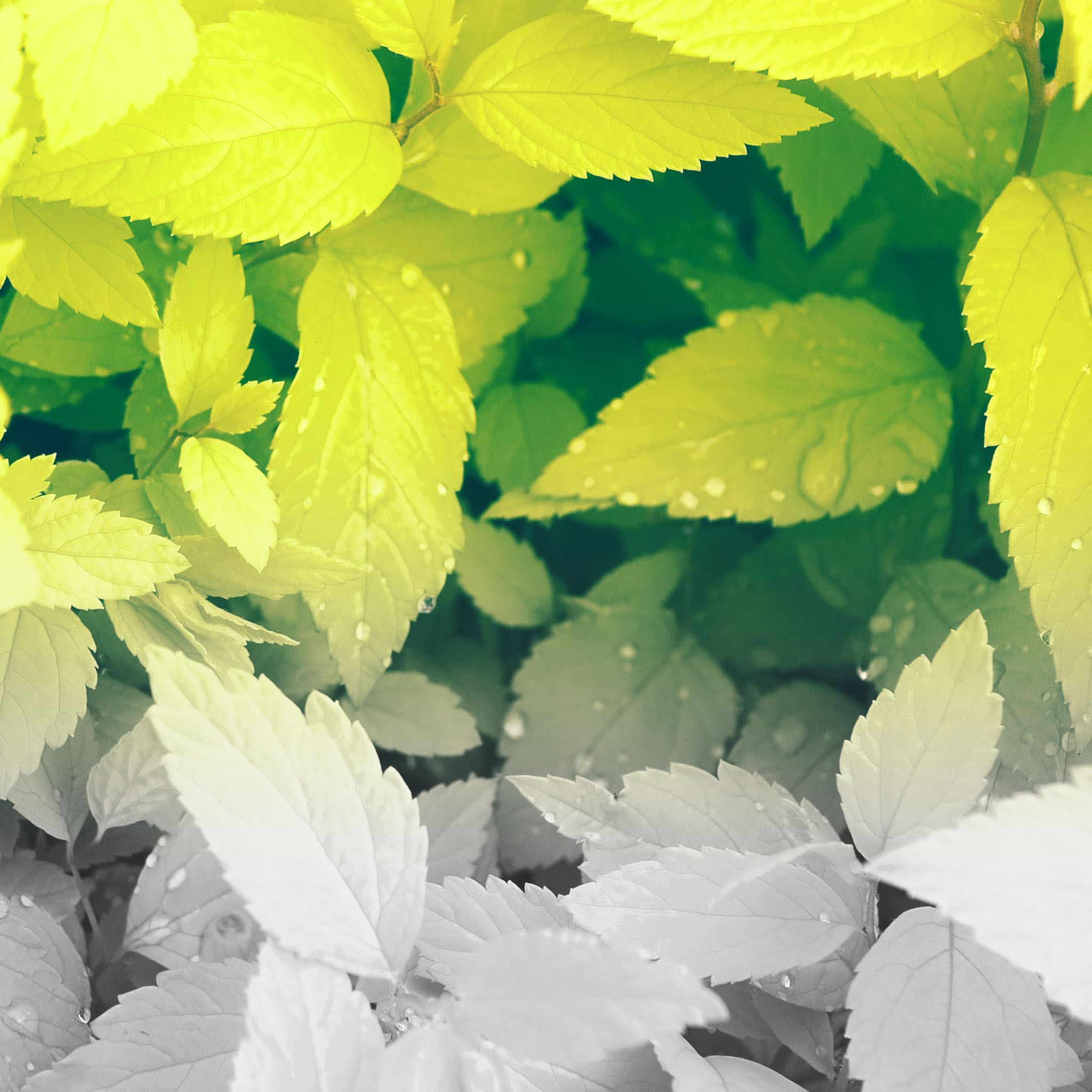 Pure Clean Green Dew Leaves iPad Air wallpaper 