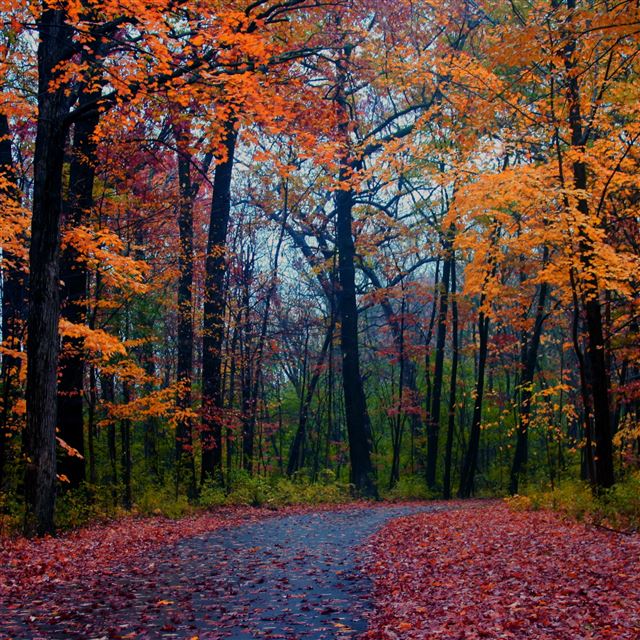 2048x2048 Forest Foliage - road iPad Air Wallpaper