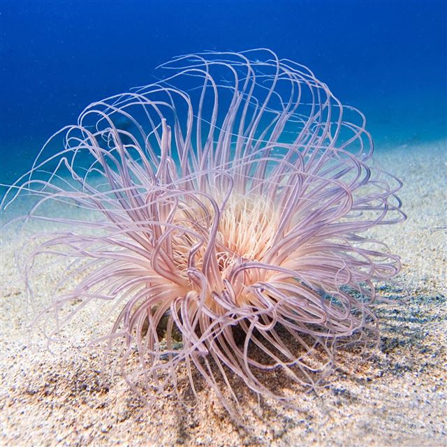 2048x2048 Underwater Sea Fish -  iPad Air Wallpaper