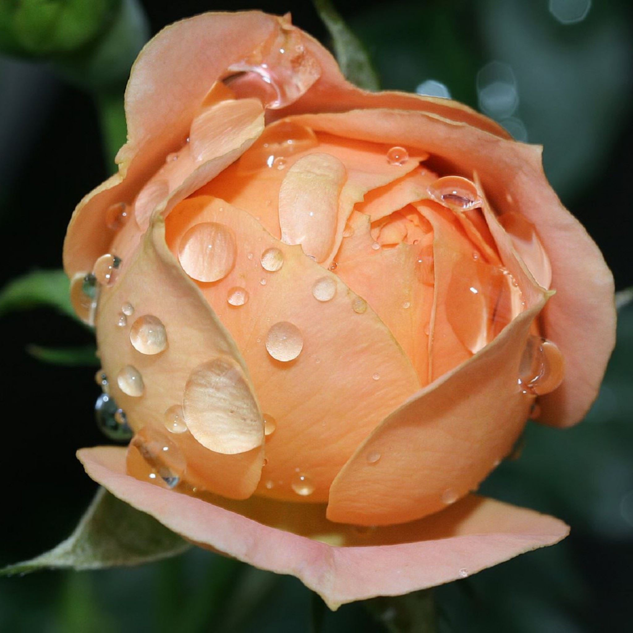 Wet Rose Bloom iPad Air wallpaper 