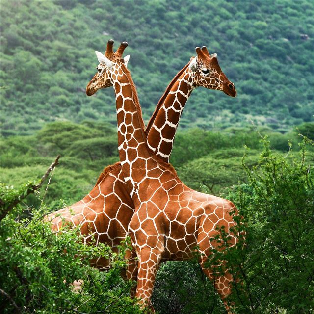 2048x2048 Giraffe -  iPad Air Wallpaper