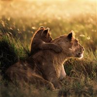 Closing Lion Grassland wallpaper