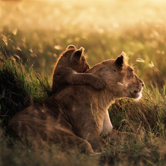 2048x2048 Closing Lion Grassland - animal iPad Air Wallpaper