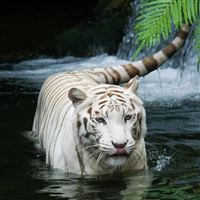 Tiger Walking In Water wallpaper