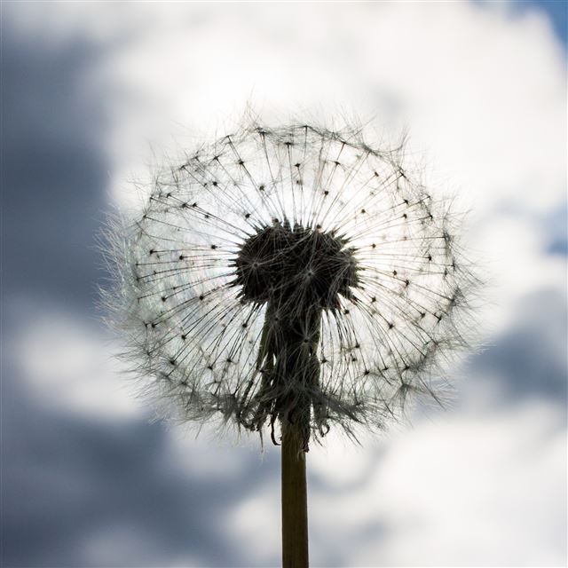 2048x2048 Blowball -  iPad Wallpaper