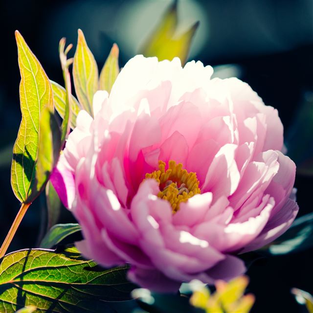 2048x2048 Beautiful Pink Flower - beautiful iPad Air Wallpaper