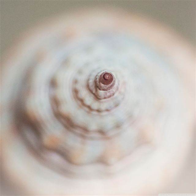 2048x2048 Shell Closeups -  iPad Air Wallpaper
