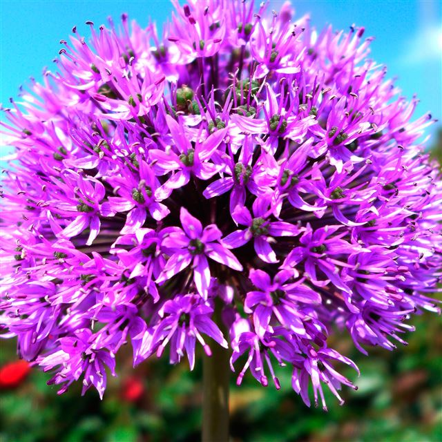 2048x2048 Purple flowers -  iPad Wallpaper