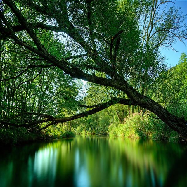 2048x2048 Nature Forest  Landscape - landscape iPad Air Wallpaper