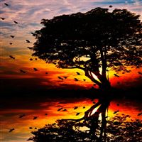 The sunset wallpaper