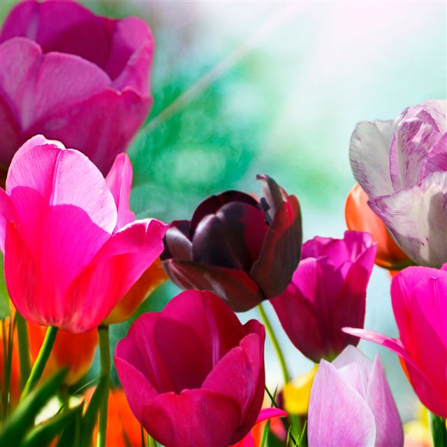 2048x2048 Blossom Cyclamen Flower - flower iPad Air Wallpaper
