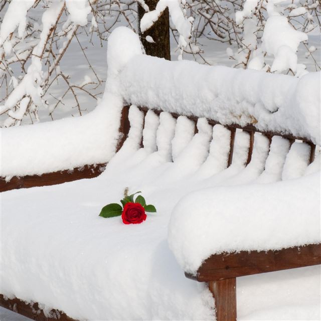 2048x2048 Flower On Snow Bench - flower iPad Air Wallpaper