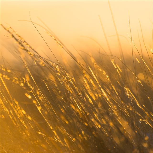 2048x2048 Glitter Grass Sunray Wind - wonder iPad Air Wallpaper