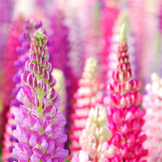 2048x2048 Flower of hyacinth Dolichos - flower iPad Air Wallpaper