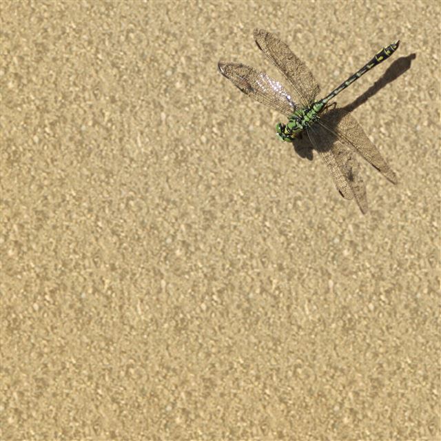 2048x2048 Dragonfly Insects Nature - sand iPad Air Wallpaper