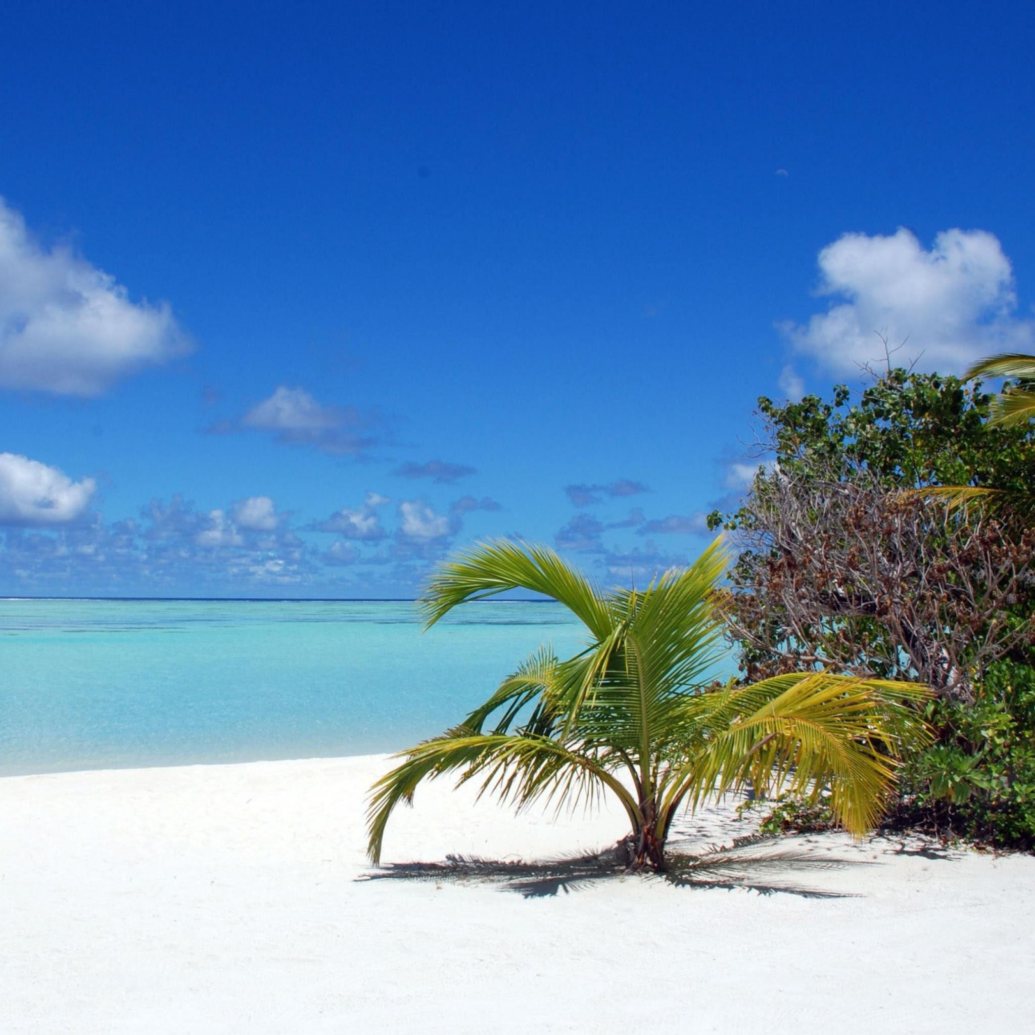Maldives Beaches Palm Trees iPad Air wallpaper 