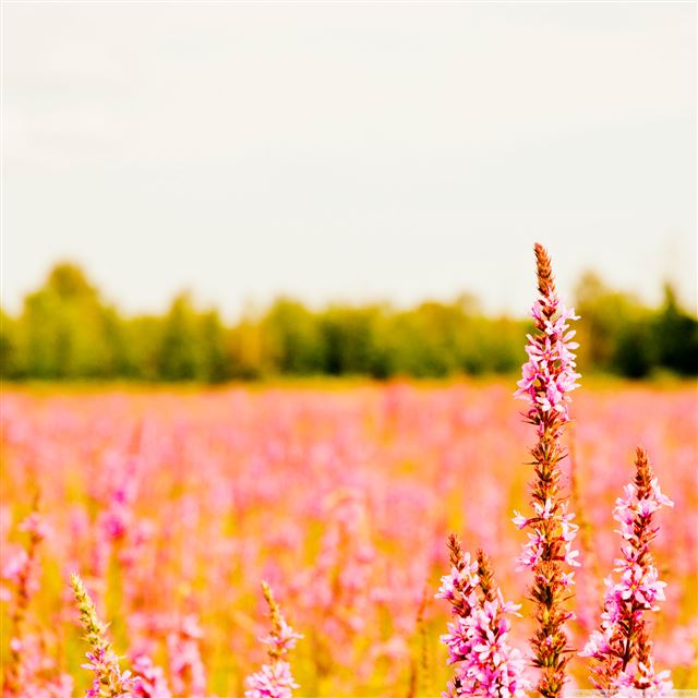 2048x2048 Pink Flower World -  iPad Wallpaper